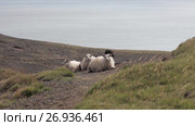 Group of sheep in field in Iceland. Стоковое видео, видеограф Юлия Колтырина / Фотобанк Лори