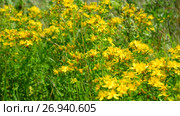 Blossoming St. John's wort. Стоковое видео, видеограф Володина Ольга / Фотобанк Лори