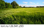 Rye field and trees during a strong wind. Стоковое видео, видеограф Володина Ольга / Фотобанк Лори