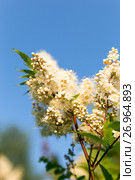 Flowers of Rowan tree. Стоковое фото, фотограф Евгений Ткачёв / Фотобанк Лори