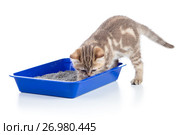 cat kitten in toilet tray litterbox isolated. Стоковое фото, фотограф Оксана Кузьмина / Фотобанк Лори