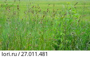 Wild grass swaying in wind, Russia. Стоковое видео, видеограф Володина Ольга / Фотобанк Лори
