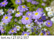 Брахикома иберисолистная (лат. Brachycome iberidifolia) Стоковое фото, фотограф Елена Коромыслова / Фотобанк Лори