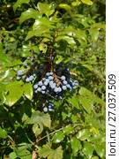 Спелые плоды магонии падуболистной  (Mahonia aquifolium (Pursh) Nutt.) Стоковое фото, фотограф Ирина Борсученко / Фотобанк Лори