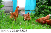 beautiful thoroughbred chickens pinch the grass in courtyard of rural house. Стоковое видео, видеограф Володина Ольга / Фотобанк Лори