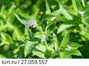 Цветущая мята длиннолистная (лат. Mentha longifolia) Стоковое фото, фотограф Елена Коромыслова / Фотобанк Лори