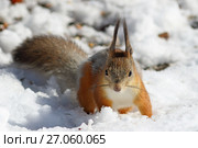 Белка обыкновенная, или векша (лат. Sciurus vulgaris). Животное ранней весной на снегу, Ямало-Ненецкий автономный округ. Стоковое фото, фотограф Григорий Писоцкий / Фотобанк Лори