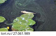 Dead fish floating in the river in summer day. Water pollution. Стоковое видео, видеограф FotograFF / Фотобанк Лори