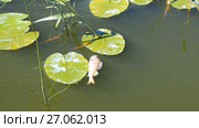 Dead fish floating in the river in summer day. Water pollution. Стоковое видео, видеограф FotograFF / Фотобанк Лори