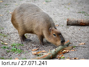 Капибара (водосвинка) (Hydrochoerus hydrochaeris Linnaeus) грызет кору ветки. Стоковое фото, фотограф Ирина Борсученко / Фотобанк Лори