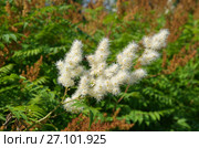 Рябинник рябинолистный (лат. Sorbaria sorbifolia) Стоковое фото, фотограф Елена Коромыслова / Фотобанк Лори