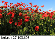 Red poppies on a green meadow. Стоковое фото, фотограф Яна Королёва / Фотобанк Лори