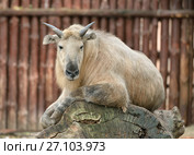 Sichuan takin or Tibetan takin (Budorcas taxicolor tibetana) Стоковое фото, фотограф Валерия Попова / Фотобанк Лори