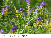 Марьянник дубравный или Иван-да-марья (Melampyrum nemorosum) Стоковое фото, фотограф Ирина Яровая / Фотобанк Лори