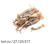 Raw, uncleared squid isolated on white background closeup. Стоковое фото, фотограф Татьяна Ляпи / Фотобанк Лори