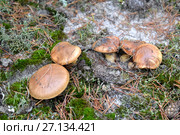 Маслята (Suillus luteus (L.) Gray) растут семейством в хвойном лесу. Стоковое фото, фотограф Ирина Борсученко / Фотобанк Лори
