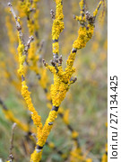 Лишайник ксантория  настенная (Xanthoria parietina (L.) Belt.) на коре кустарника. Стоковое фото, фотограф Ирина Борсученко / Фотобанк Лори