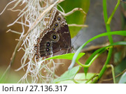 Бабочка-сова (Caligo Memnon) Стоковое фото, фотограф Татьяна Белова / Фотобанк Лори
