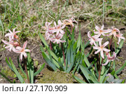 Розовые гиацинты сорта "Джипси Куин" (лат. Hyacinthus Gypsy Queen) в саду. Стоковое фото, фотограф Елена Коромыслова / Фотобанк Лори