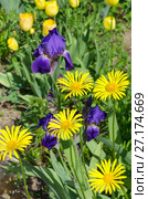 Желтый дороникум (лат. Doronicum) и фиолетовые бородатые ирисы (лат. Iris barbatus) в саду. Стоковое фото, фотограф Елена Коромыслова / Фотобанк Лори