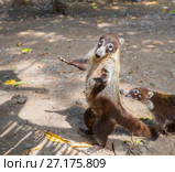 Южноамериканская носуха. Коати. Стоковое фото, фотограф Галина Савина / Фотобанк Лори