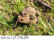 European grass frog copulation close-up. Стоковое фото, фотограф Евгений Ткачёв / Фотобанк Лори