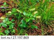 Ортилия однобокая (лат. Orthilia secunda). Цветущее растение в естественной среде произростания. Стоковое фото, фотограф Евгений Мухортов / Фотобанк Лори