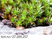Young light green pine needles. Стоковое фото, фотограф Евгений Ткачёв / Фотобанк Лори