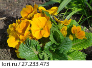 Примула обыкновенная (лат. Primula vulgaris) цветет на клумбе. Стоковое фото, фотограф Елена Коромыслова / Фотобанк Лори