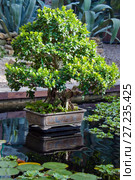 Бонсай индийский фикус (ficus indica) - украшение сада в Аптекарском огороде в Москве (2016 год). Редакционное фото, фотограф Татьяна Белова / Фотобанк Лори