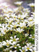 Chickweed blooms macro in the garden outdoors (Cerastium uralense) Стоковое фото, фотограф Евгений Ткачёв / Фотобанк Лори