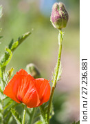 Red poppies (Papaver somniferum) in summer. Стоковое фото, фотограф Papoyan Irina / Фотобанк Лори