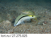 Cigar Wrasse (Cheilio inermis) and Red Sea goatfish (Parupeneus forsskali) over sandy bottom. Стоковое фото, фотограф Некрасов Андрей / Фотобанк Лори
