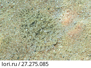 Leopard Flounder (Bothus pantherinus) on sandy bottom. Стоковое фото, фотограф Некрасов Андрей / Фотобанк Лори