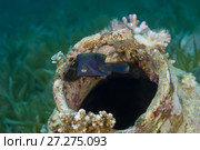 Baby Bluetail Trunkfish (Ostracion cyanurus) hiding in the amphorae. Стоковое фото, фотограф Некрасов Андрей / Фотобанк Лори