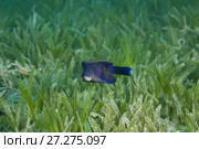Baby Bluetail Trunkfish (Ostracion cyanurus) swims in the green sea grass. Стоковое фото, фотограф Некрасов Андрей / Фотобанк Лори