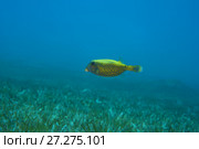 juvenile Bluetail Trunkfish (Ostracion cyanurus) swim over sea grass. Стоковое фото, фотограф Некрасов Андрей / Фотобанк Лори