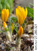 Расцветающие желтые крокусы (лат. Crocus) Стоковое фото, фотограф Елена Коромыслова / Фотобанк Лори