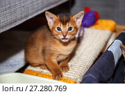 Месячный котенок абиссинской кошки сидит на когтеточке. Стоковое фото, фотограф Bala-Kate / Фотобанк Лори