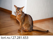 Абиссинская кошка, сидящая на деревянном полу. Стоковое фото, фотограф Bala-Kate / Фотобанк Лори
