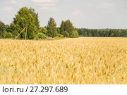 Поле созревшей ржи (Secale cereale) Стоковое фото, фотограф Алёшина Оксана / Фотобанк Лори