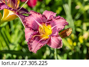 Лилейник сортовой Рашиан Регтайм (Russian Ragtime) Стоковое фото, фотограф Ольга Сейфутдинова / Фотобанк Лори