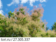 Скумпия обыкновенная (лат. Cotinus coggigria) цветет. Стоковое фото, фотограф Елена Коромыслова / Фотобанк Лори