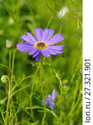 Брахикома иберисолистная (лат. Brachycome iberidifolia) Стоковое фото, фотограф Елена Коромыслова / Фотобанк Лори