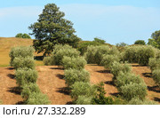 Summer countryside, Italy (2017 год). Стоковое фото, фотограф Юрий Брыкайло / Фотобанк Лори
