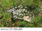 Белая камнеломка в горах Кавказа. Meadow saxifrage (Saxifraga granulata) Стоковое фото, фотограф Овчинникова Ирина / Фотобанк Лори