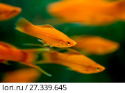 Xiphophorus maculatus fish in the aquarium. Стоковое фото, фотограф Евгений Ткачёв / Фотобанк Лори