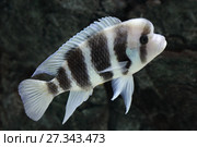 Лобастая цифотиляпия зебра, Королева Танганьики или Фронтоза (лат. Cyphotilapia frontosa) Стоковое фото, фотограф Григорий Писоцкий / Фотобанк Лори