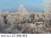 Иней в ивовой долине реки Ук. Город Заводоуковск. Стоковое фото, фотограф Анатолий Матвейчук / Фотобанк Лори