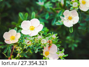 Dasiphora fruticosa flowers. Стоковое фото, фотограф EugeneSergeev / Фотобанк Лори